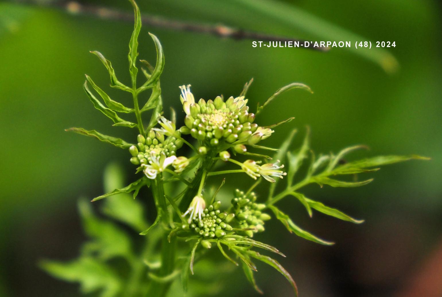 Bittercress, Narrow-leaved